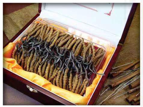 洪梅镇冬虫夏草回收